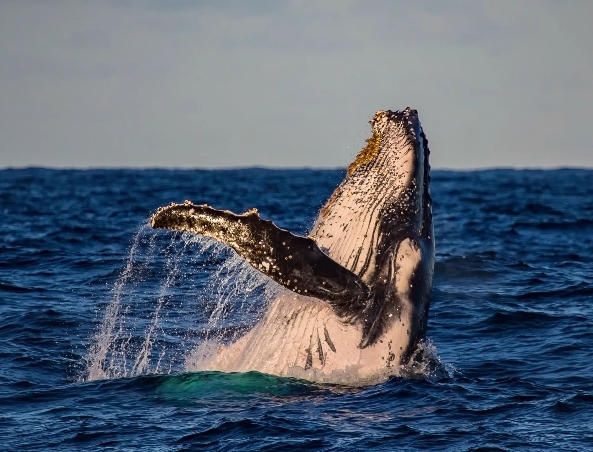 Humpback whale breaching in golden light off Waikiki