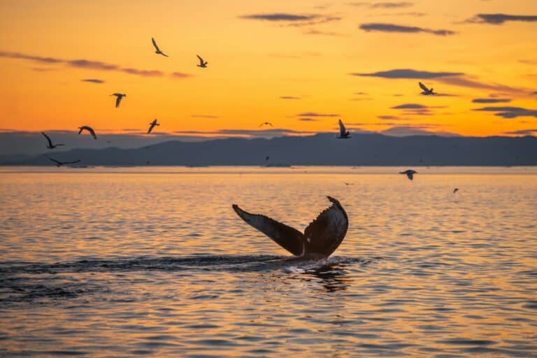 Read more about the article The Ultimate Guide to Whale Watching in Hawaii