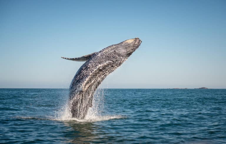 Read more about the article Whale Watching: A Family-Friendly Adventure