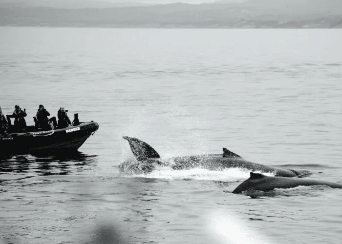 Read more about the article When is the Best Time for Whale Watching in Honolulu?