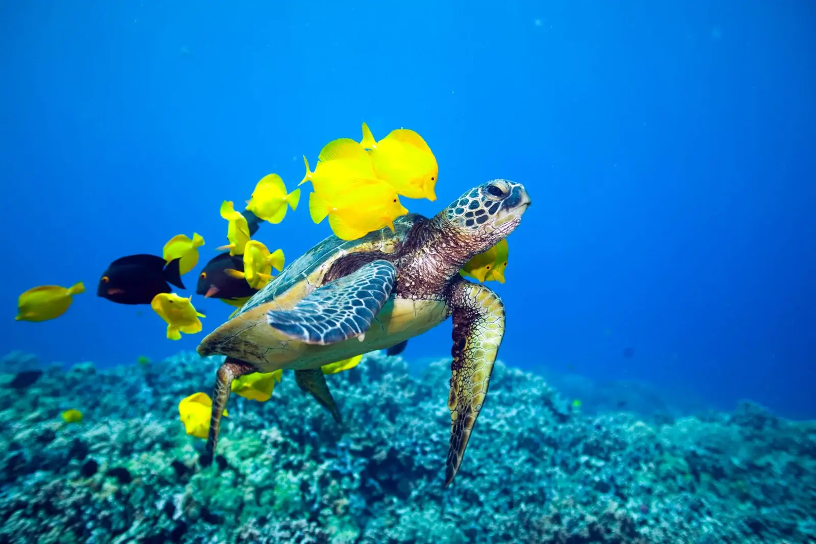 Clear tropical waters beneath the Kona Star