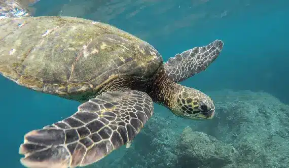 Close-up of a green sea turtle gliding near the coral reef