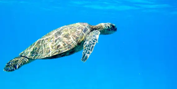 Crystal clear waters of Turtle Canyon during a catamaran cruise