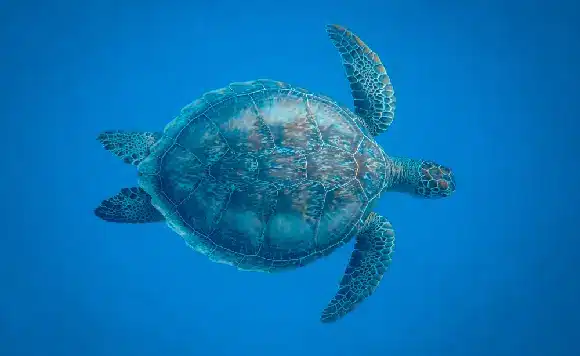 Group of tourists watching turtles from a catamaran deck